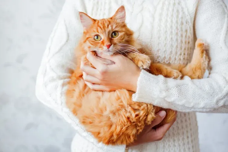 一人暮らしで猫をブリーダーから迎える？後悔しないための全知識
